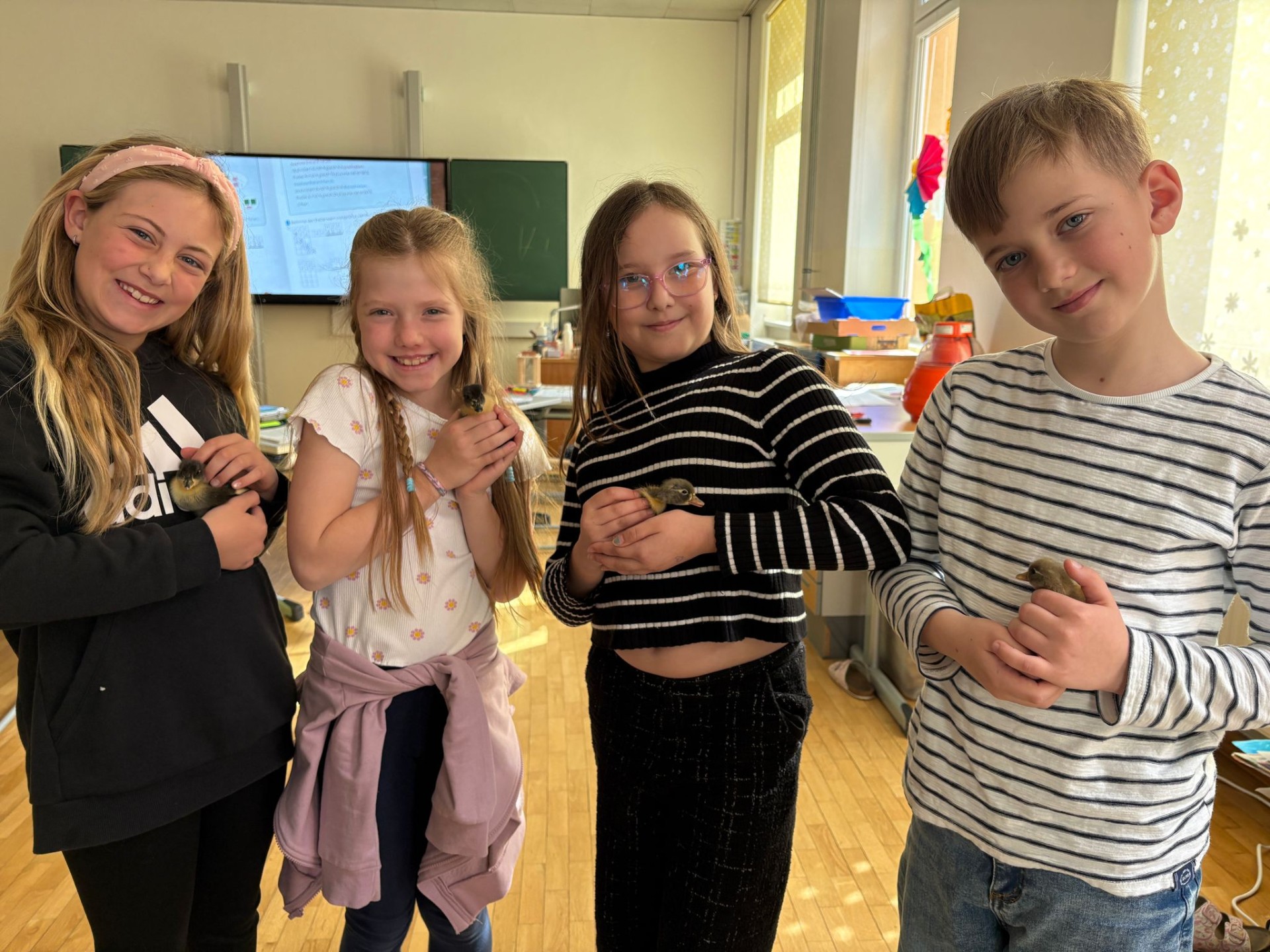 Entenbabys in der Volksschule Selzthal!